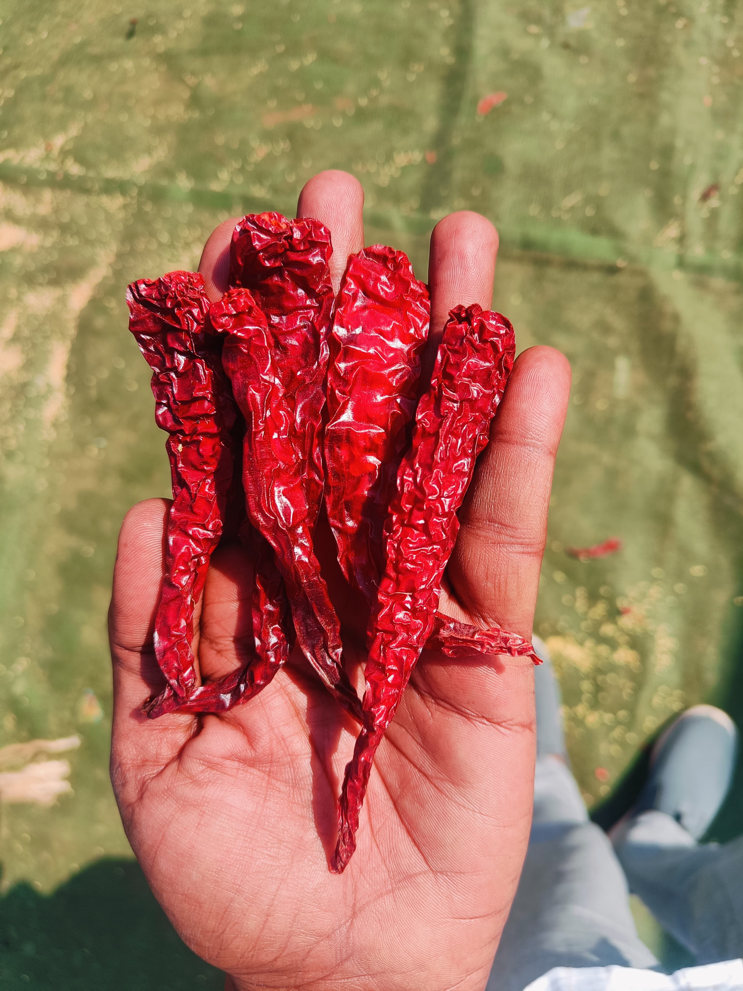Whole dried red chillies in hand